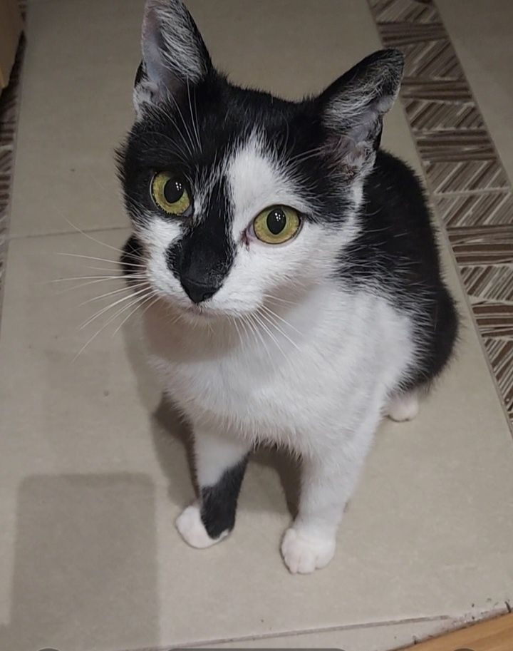 Młoda kotunia do adopcji / Żory