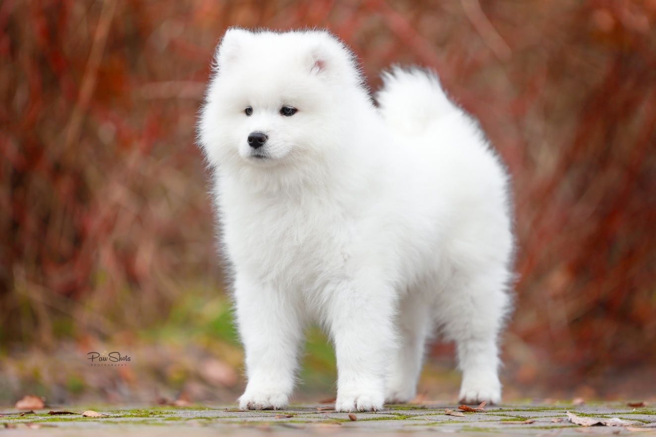 Samoyed rodowód  ZKwP