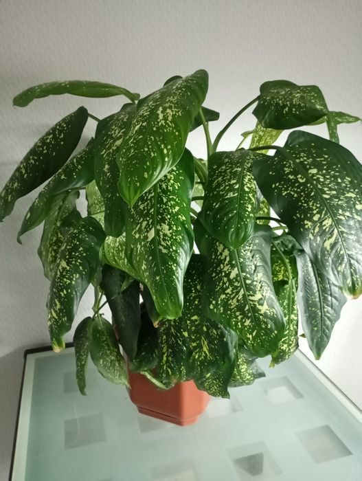 Кімнатні квіти  Дифенбахія (Dieffenbachia)