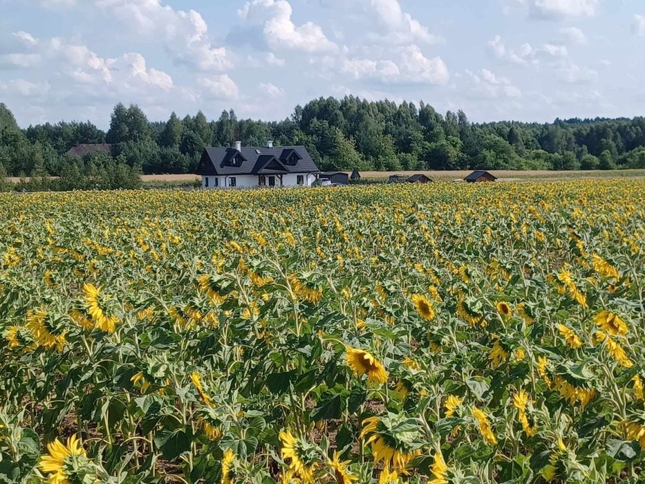 Noclegi, Dom przy Puszczy Białowieskiej, Balia, Wieczór Panieński