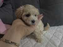 Maltipoo Sunia Szczeniak