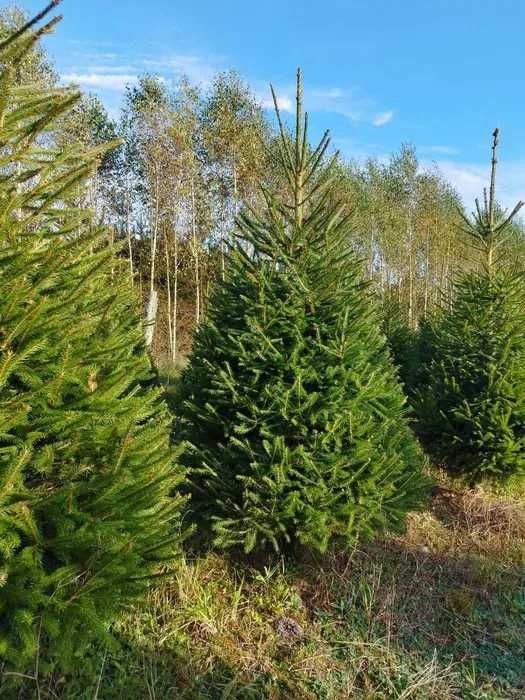 Choinki świateczne formowane - plantacja