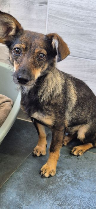 Suczka około 3 lata