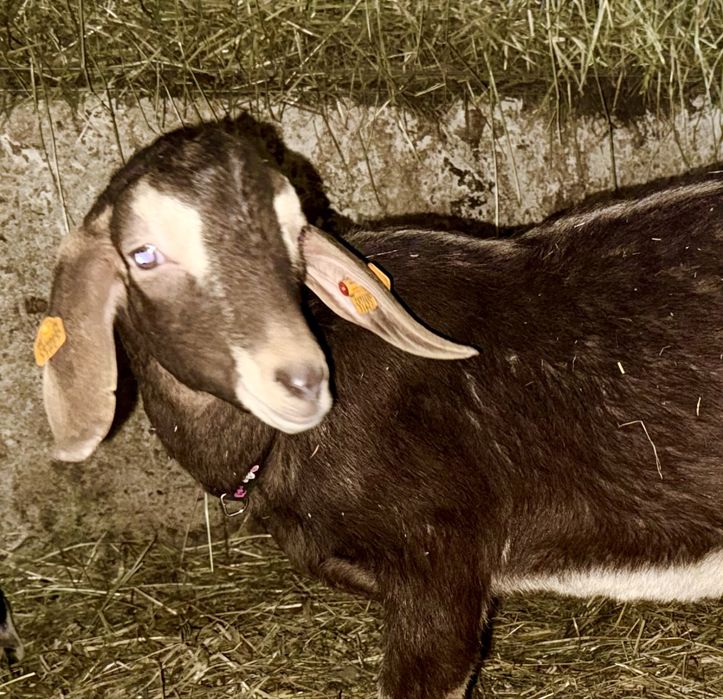 Koziołek anglonubijski/ toggenburg