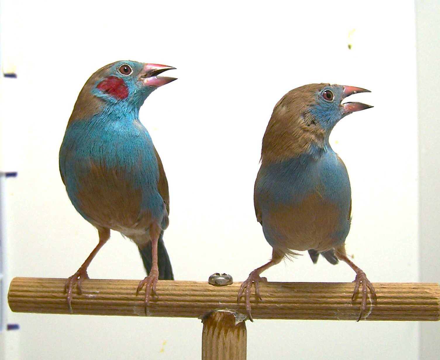 Motylik krasnouchy ( Uraeghintus bengalus )