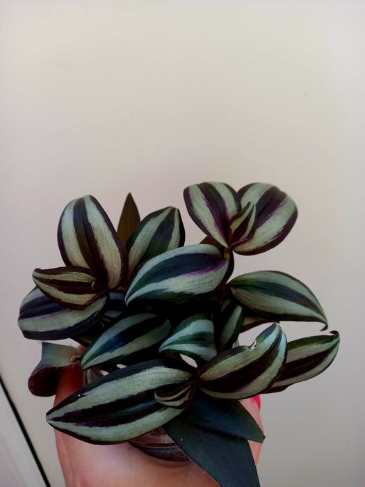 Продам кімнатні квіти.