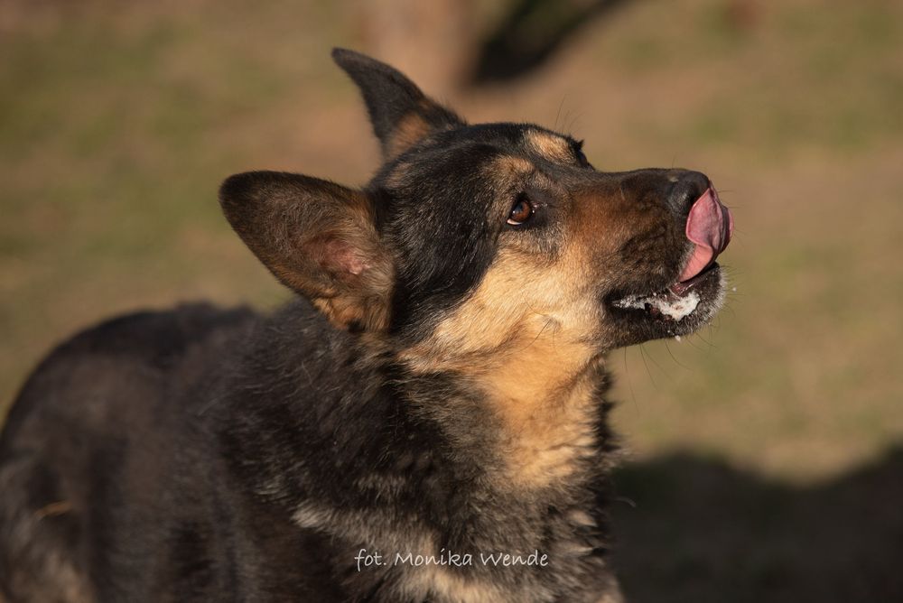 Szarik duży młody pies owczarek niemiecki szuka kochającego domu