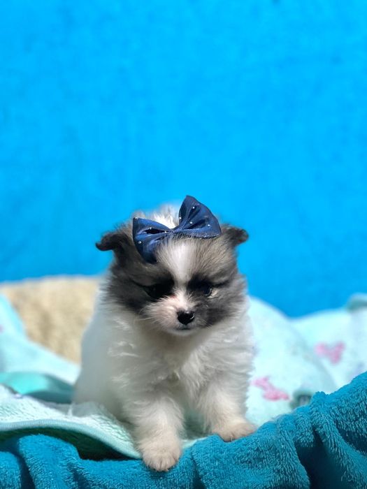Lulu da Pomerânia  menino Micro Miniatura com Lop e Afixo