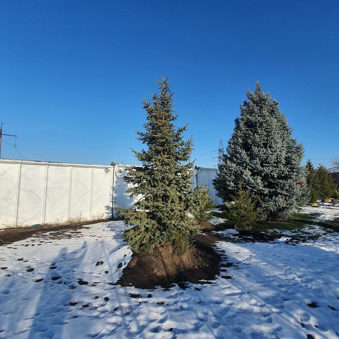 Ель живая колючая зелёная сизая голубая