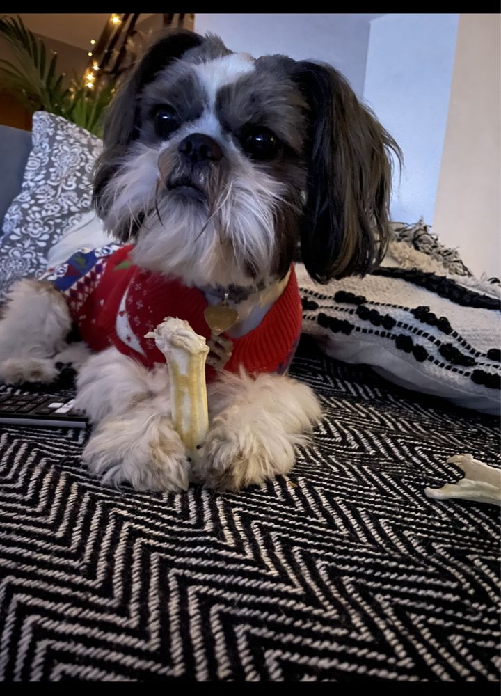 Shih tzu Reproduktor