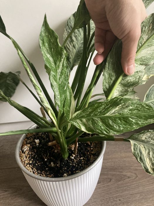 санса КАНАРИ триангулярис спатиф Домино фикус Эльдорадо Нина Цилиндра