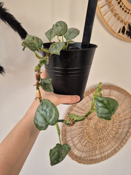 Dwie rośliny philodendrony