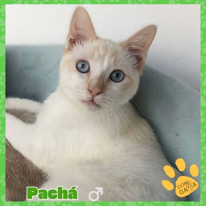 Manos para adoção responsável