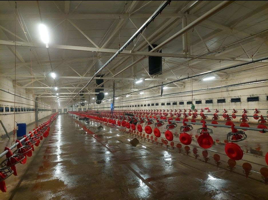 Profesjonalne mycie kurników, obór, chlewni i nie tylko