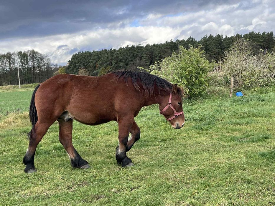 Roczne ogierki zimnokrwiste po Apollon de Mairy!