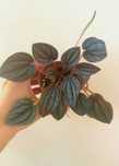Planta Peperomia