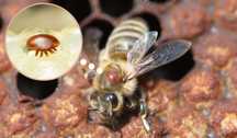 Tratamento Varroa