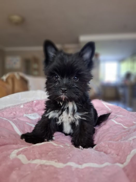 Yorkshire terrier  czarny xs