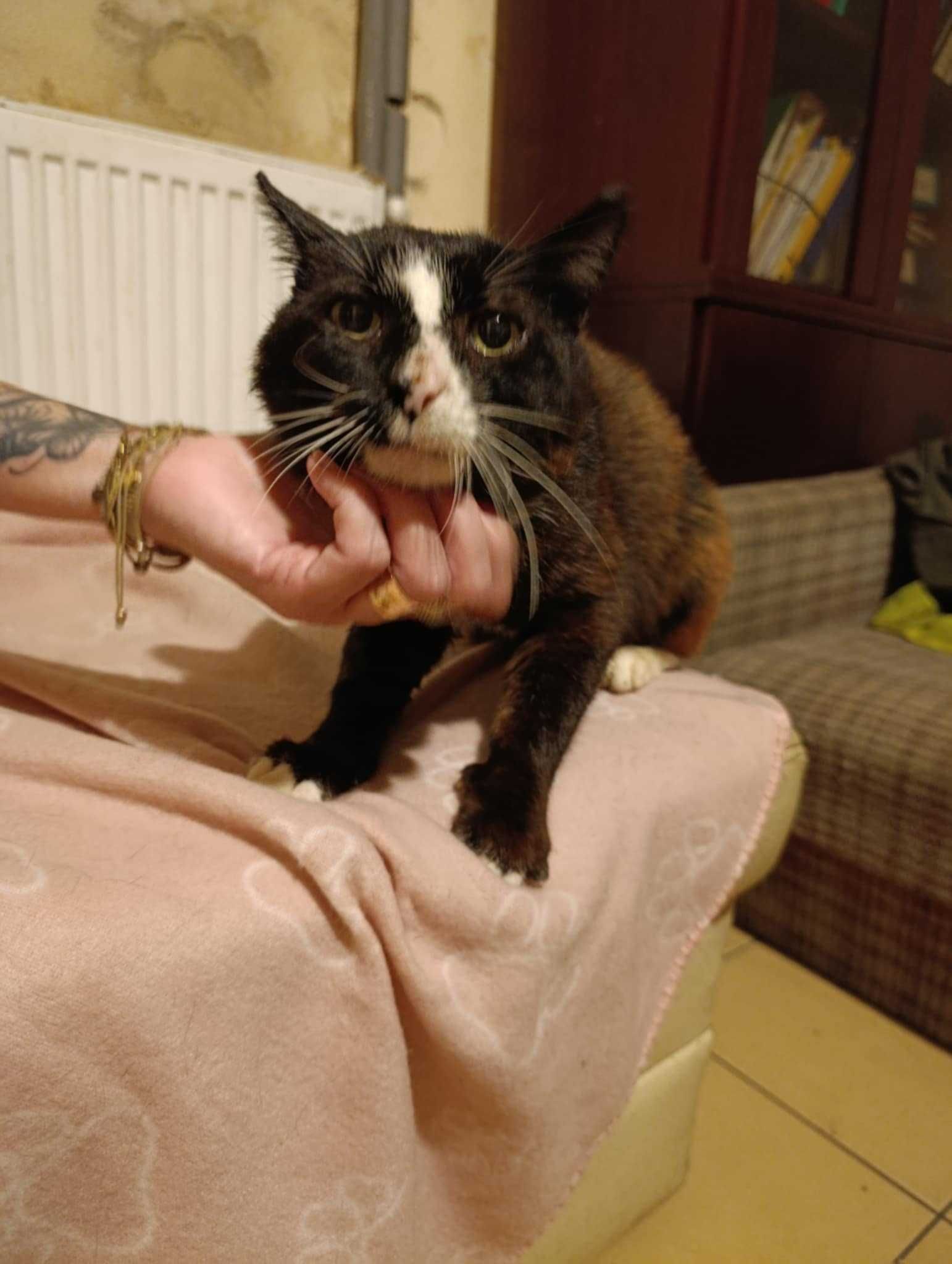 Kocurek 10 lat do pilnej adopcji