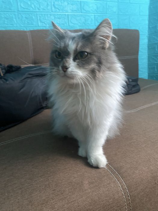 Кішечка в добрі руки (Сміла, Черкаська обл.)