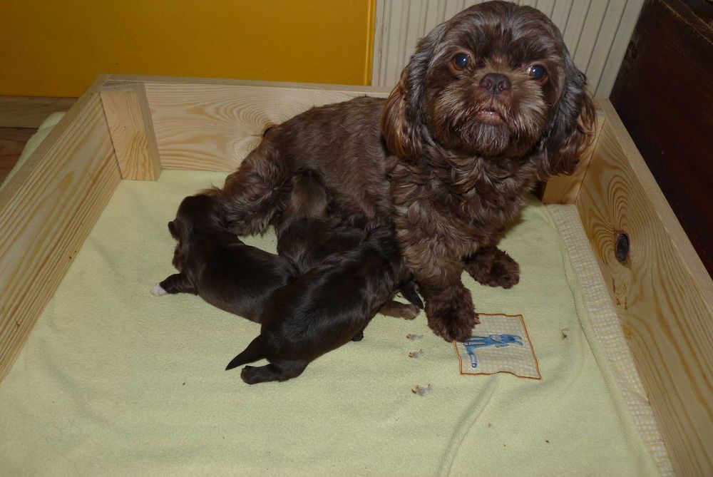 Shih Tzu, piesek Grafi do odbioru od 18 października.
