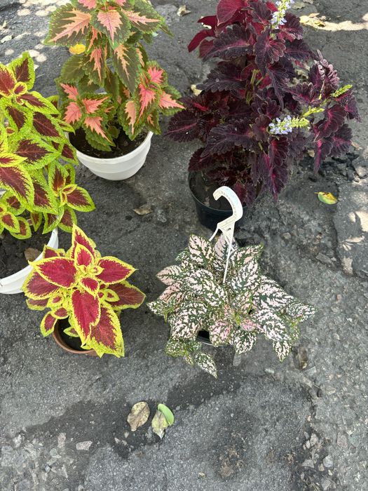 Колеусы  цветок комнатный