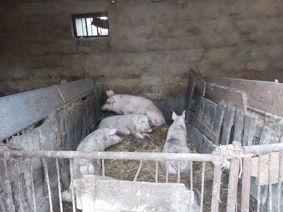 Sprzedam maciorę...