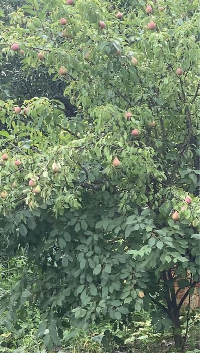 Ділянка 12,5 сот. м. Обухів, ж-м Лукавиця.