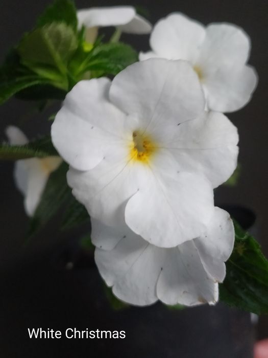 Ахіменеси (ахимынесы)  різоми