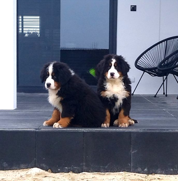 Berneński Pies Pasterski