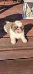 Shih tzu Szczeniak  Tricolor gen blue