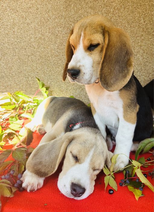 Beagle z metryką ZkwP FCI.