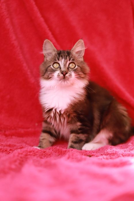 Kotek puchaty szuka chaty! Adoptujesz go?