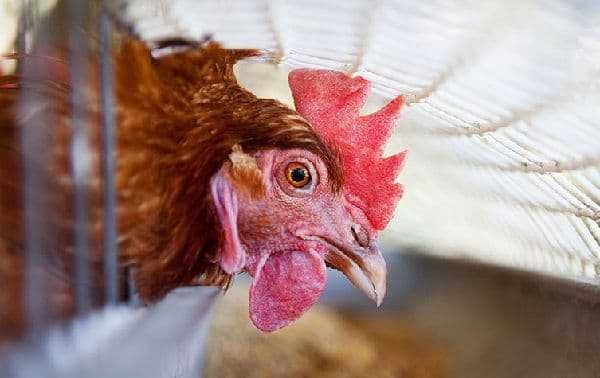 Комбикорм для несушки полнорационный