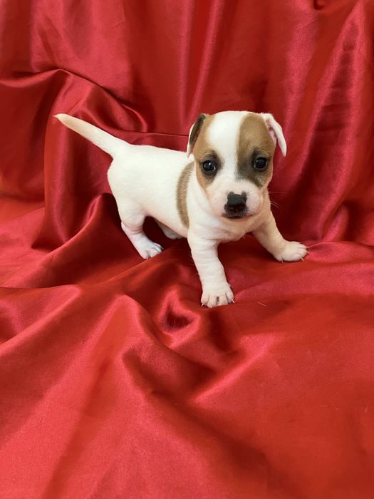 Jack russell terrier gotowe do odbioru