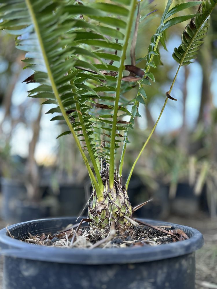 Cyca Dioon spinulosum