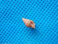Muszle morskie- Trachypollia turricula