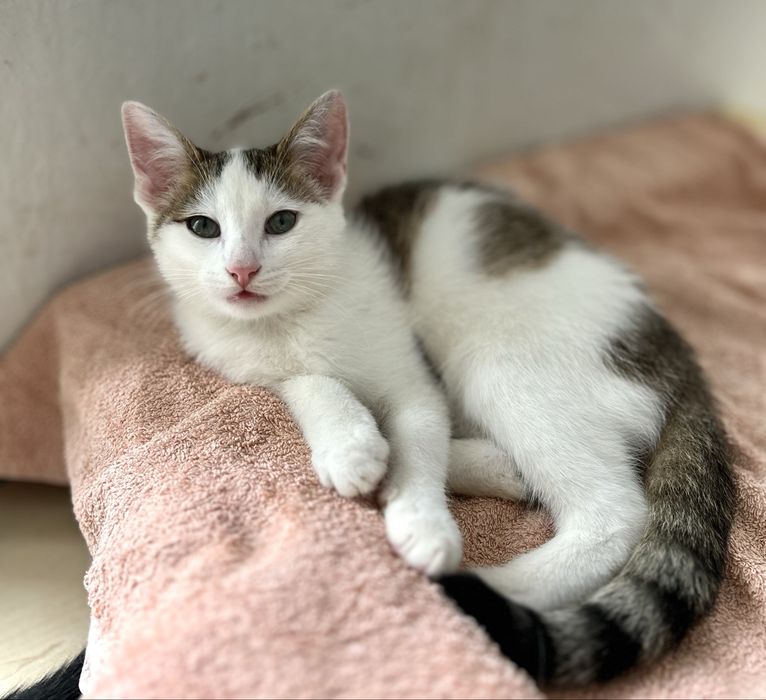 Ostoja mruczków kot Danio do adopcji