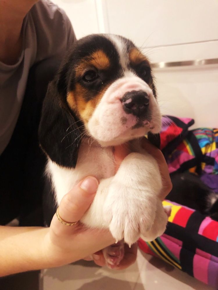 Beagle Tricolor-wybitny! (rodowód, paszport)