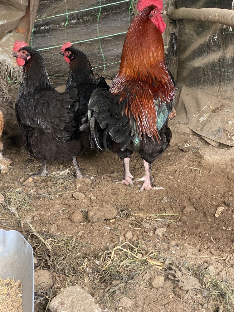 Araucana , faverolles , maran . Galinha Ovos incubaçao