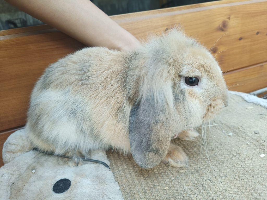 Festas de aniversário/ andar a cavalo