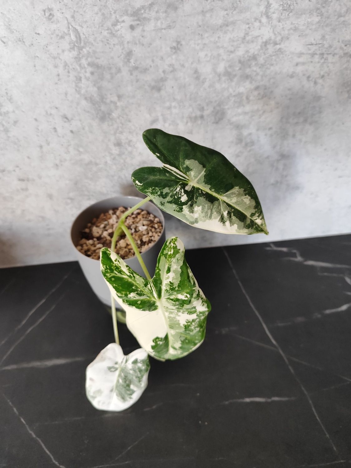 Okazja! Paczka roślin Alokazja frydek variegata silver d