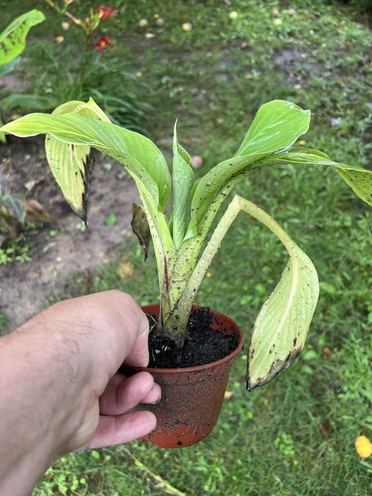 Bananowiec Ensete Ventricosum "Large seed"i inne odmiany bananowców