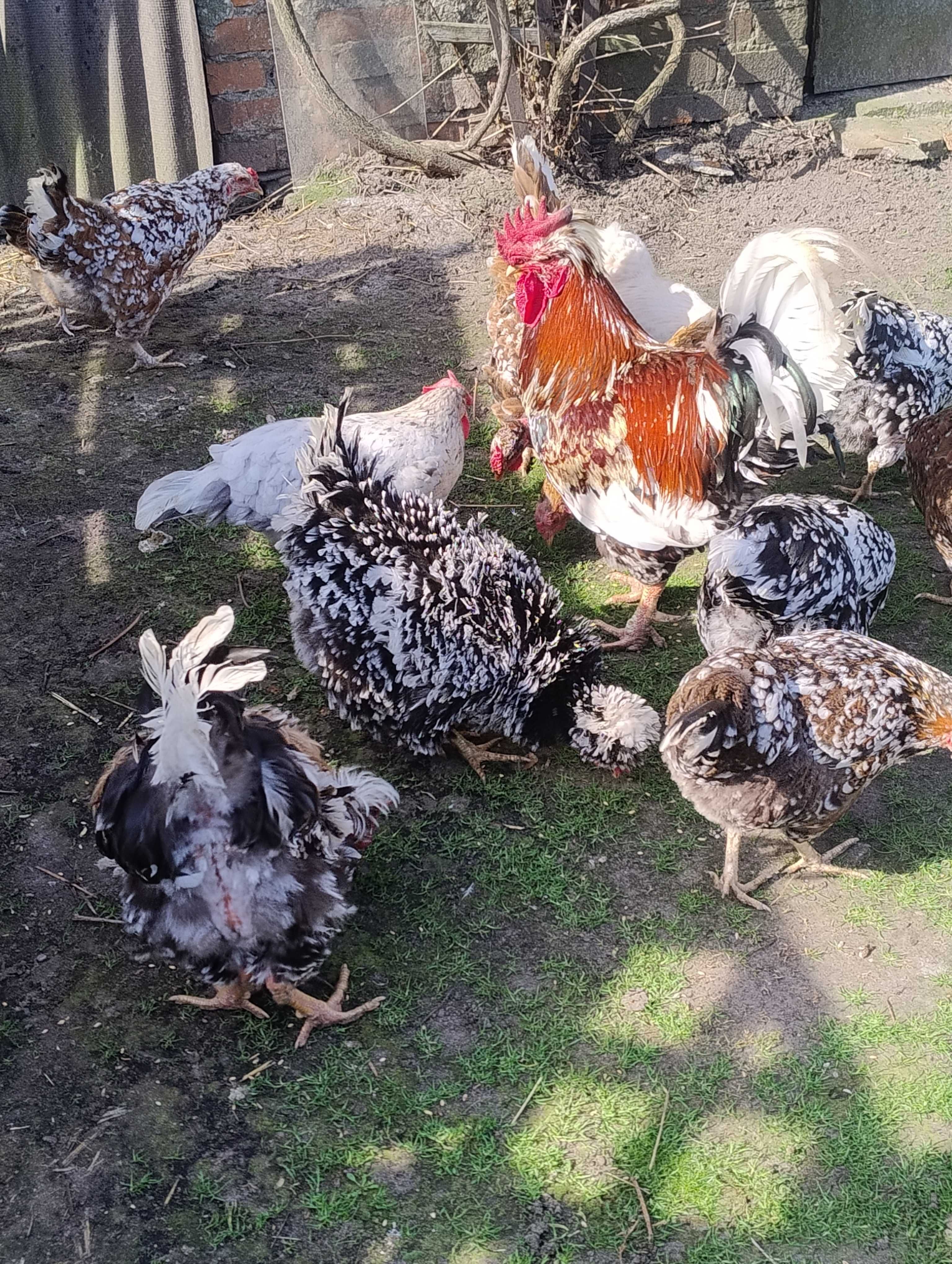 Jaja lęgowe kur mix