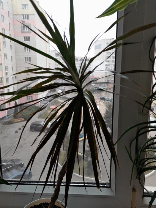 Драцена, 80 см від горшка