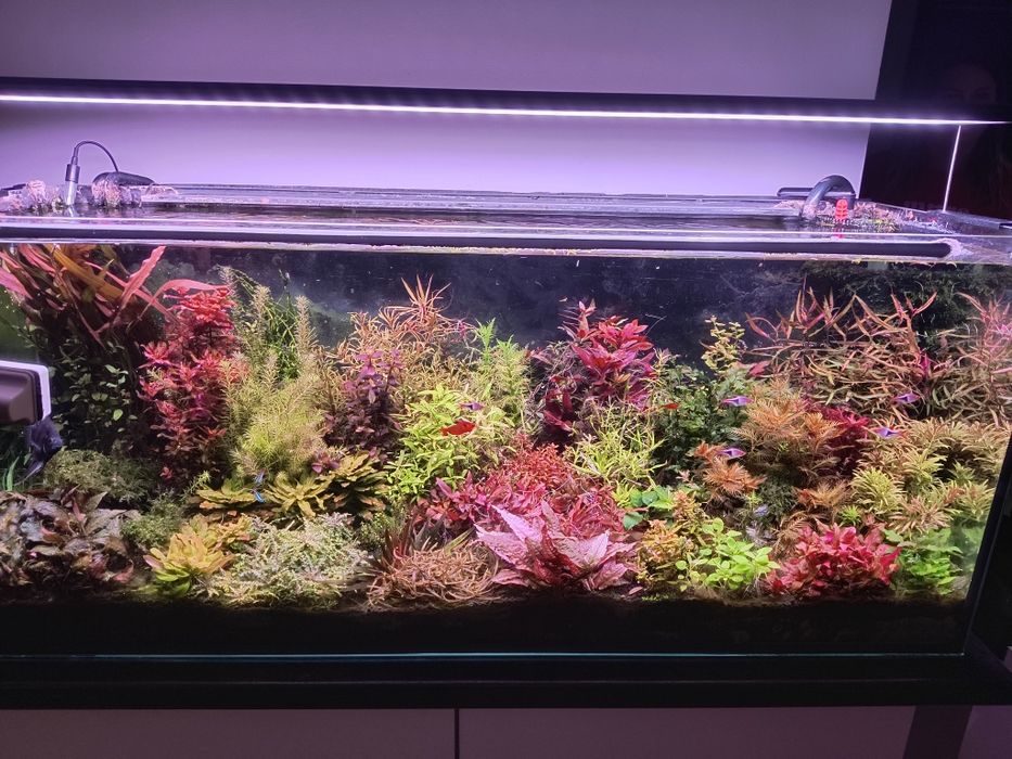 Kryptokoryna flamingo(pink)