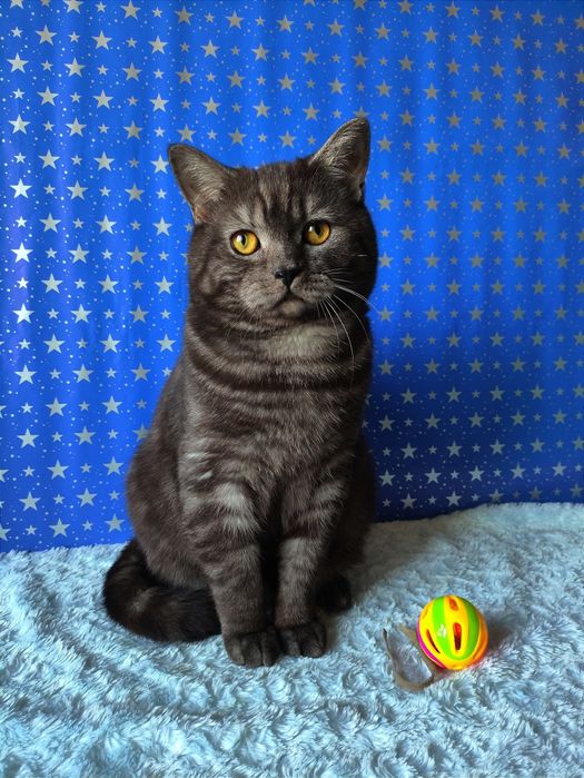 Мальчик чёрный дымчатый мрамор