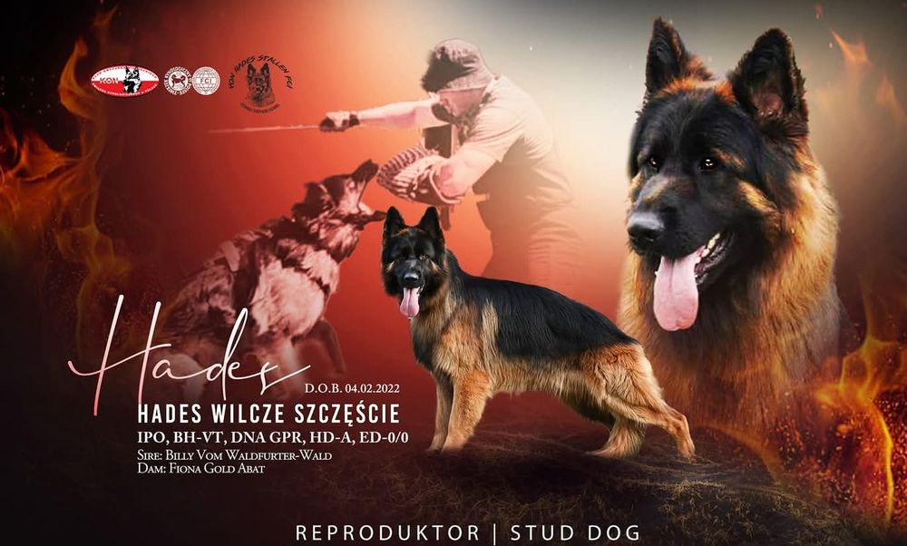 Reproduktor Owczarek Niemiecki Długowłosy FCI ZKwP Stud Dog