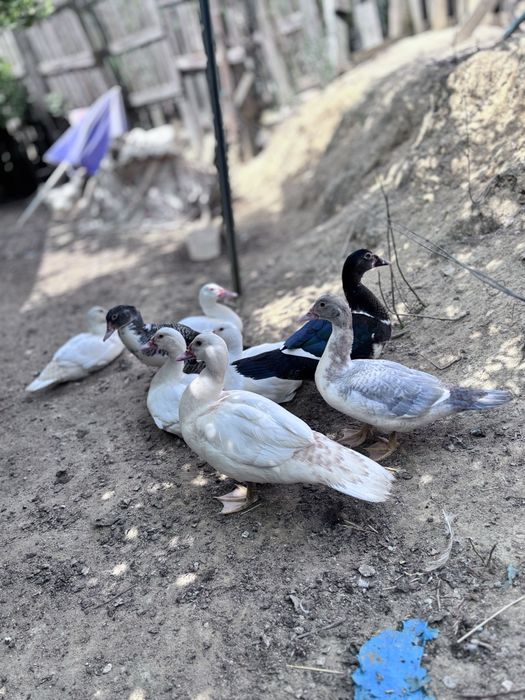 Patos  varios tamanhos