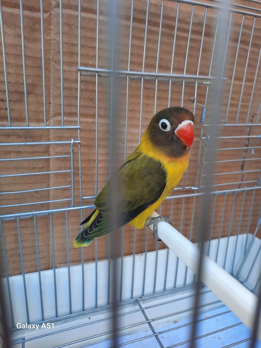 Agapornis Personata 2025 mais gaiola